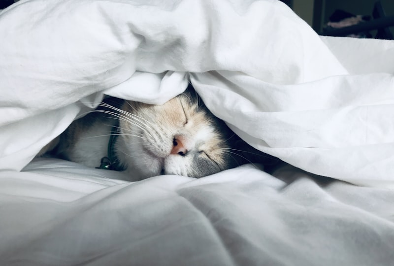 Cannabis withdrawal first 72 hours — sleep and recovery